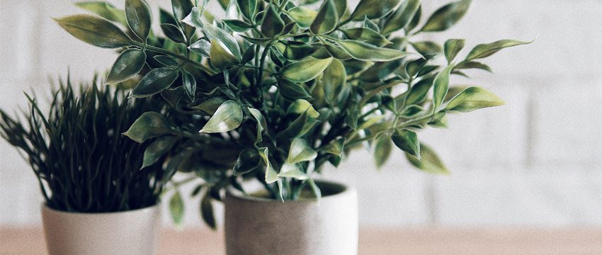 Go Live! Valentine’s Day