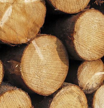 our story forest to floor logs